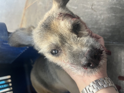 종료(자연사) 요크…